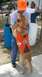 Search and rescue dog with handler